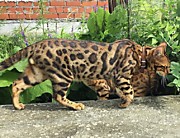 КОТ БЕНГАЛ